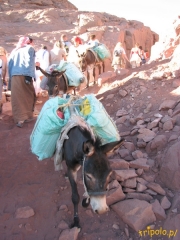 Osły służą do transportu wszelakich materiałów na Górę Synaj