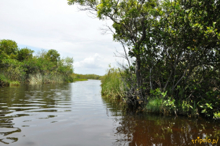 USA, Park Narodowy Everglades na Florydzie