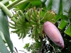 Owoce bananowca (w trakcie dojrzewania)