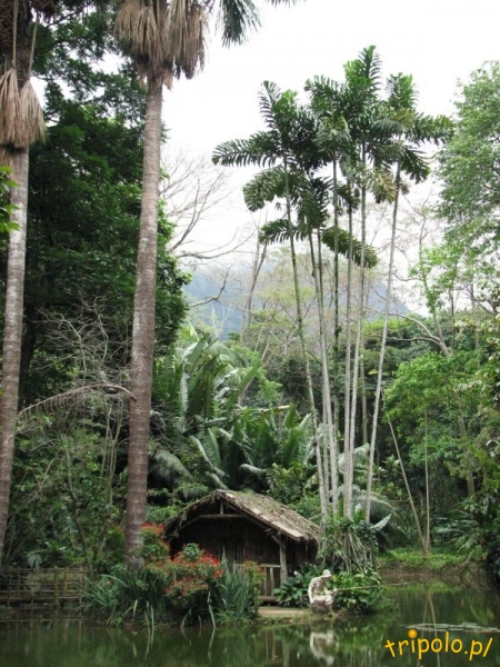 Zainscenizowany obrazek z dżungli