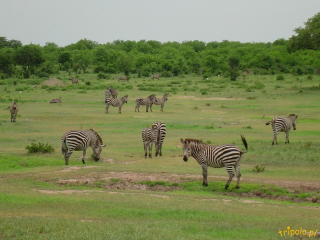 Tanzania, safari - zebry na sawannie