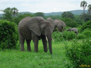 Tanzania, safari - jego dostojność SŁOŃ