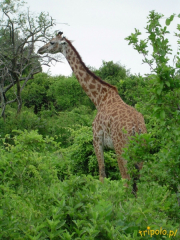 Tanzania, safari - jej dostojność ŻYRAFA