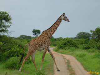 Tanzania, safari - jej dostojność ŻYRAFA