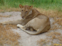 Tanzania, safari cz.3 - wreszcie pojawiają się i lwy!