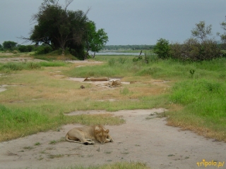 Tanzania, safari - stado lwów nad rzeką